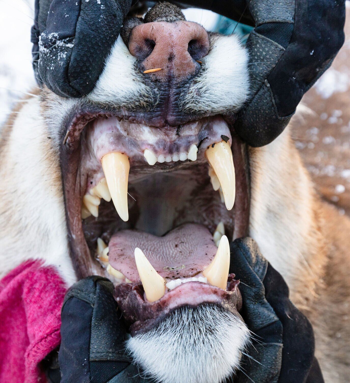 Close-up of canines